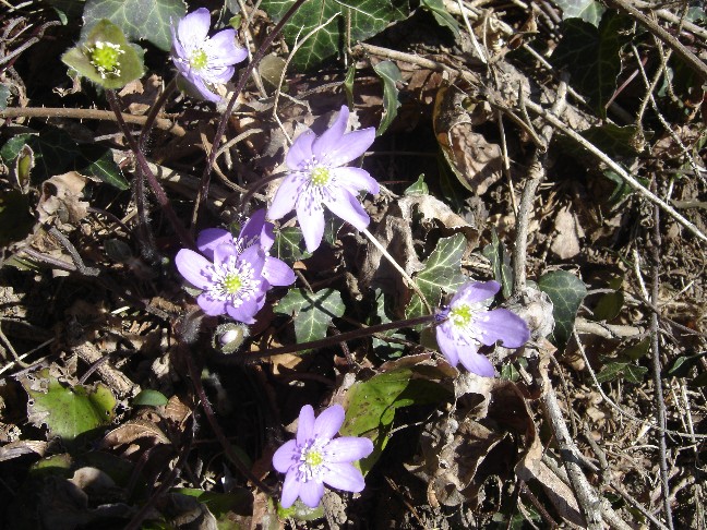 Fiori primaverili